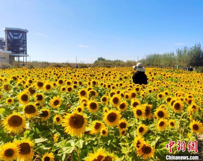 圖為格爾木境內(nèi)的向日葵花海?！「駹柲救诿襟w中心供圖