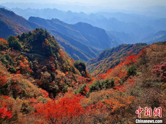 巴山大峽谷漫天紅葉?！埰?攝