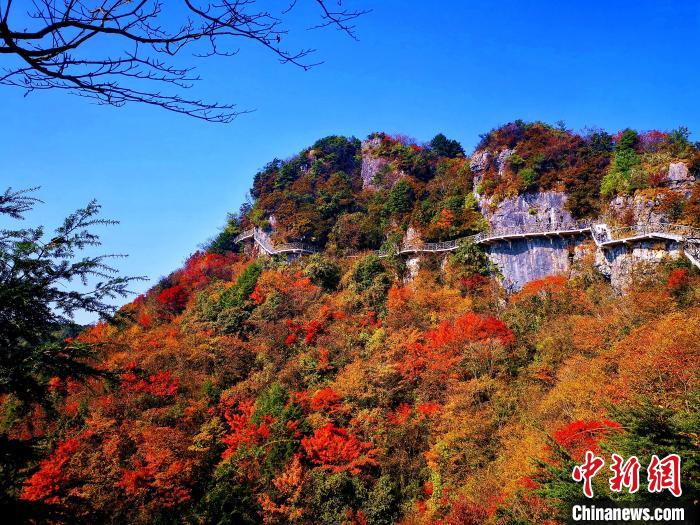 巴山大峽谷漫天紅葉?！埰?攝