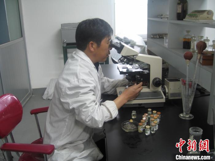 資料圖為研究團隊進行實驗室寄生蟲分類鑒定。　 青海省畜牧獸醫(yī)科學院供圖
