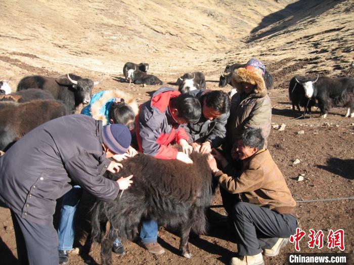 資料圖為研究團隊在青南高原地區(qū)開展了牦牛寄生蟲病流行病學和防治技術(shù)研究?！?青海省畜牧獸醫(yī)科學院供圖