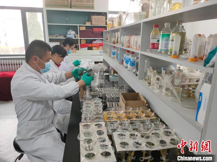資料圖為研究團隊進行樣本檢查?！?青海省畜牧獸醫(yī)科學院供圖