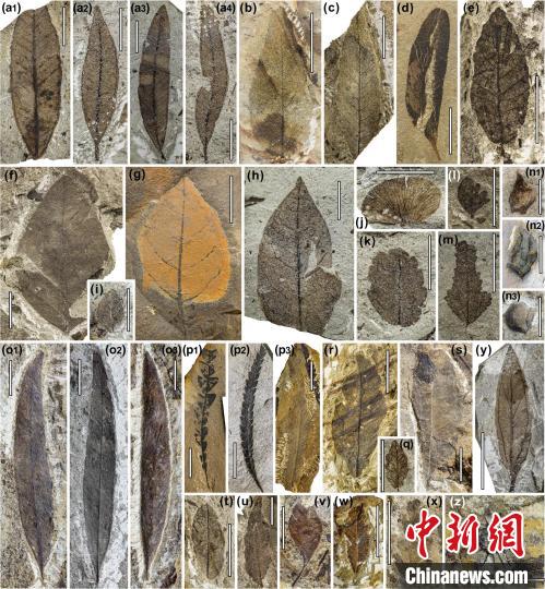 中始新世熱魯化石植物群(4500萬(wàn)–4000萬(wàn)年前)?！≈锌圃呵嗖馗咴?供圖