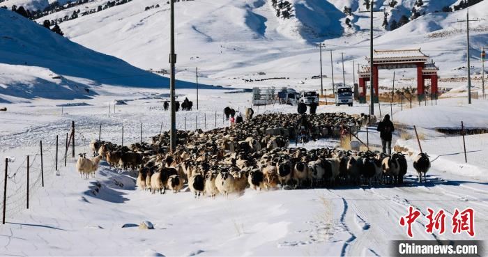 圖為村民在雪地上放牧?！《继m縣融媒體中心供圖