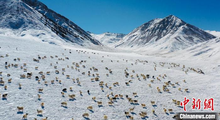 圖為羊群在雪地里覓食?！《继m縣融媒體中心供圖