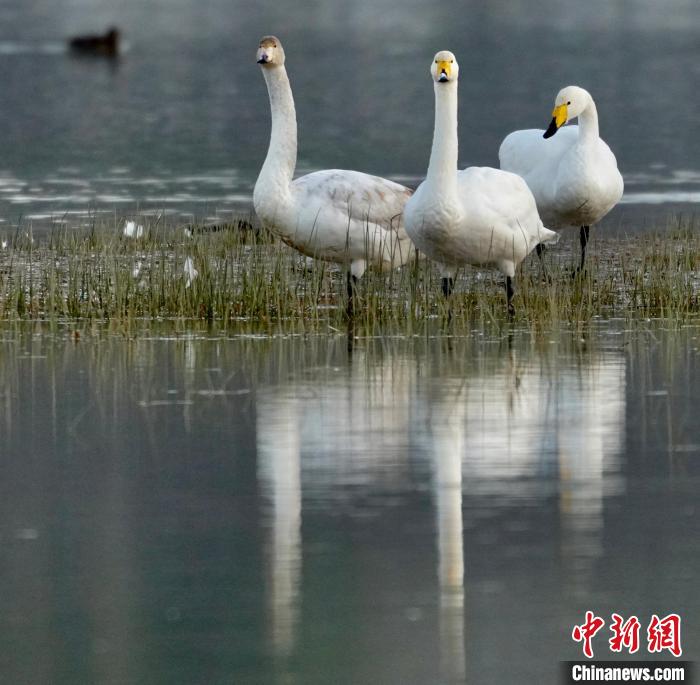 圖為三只大天鵝?！±钣穹?攝