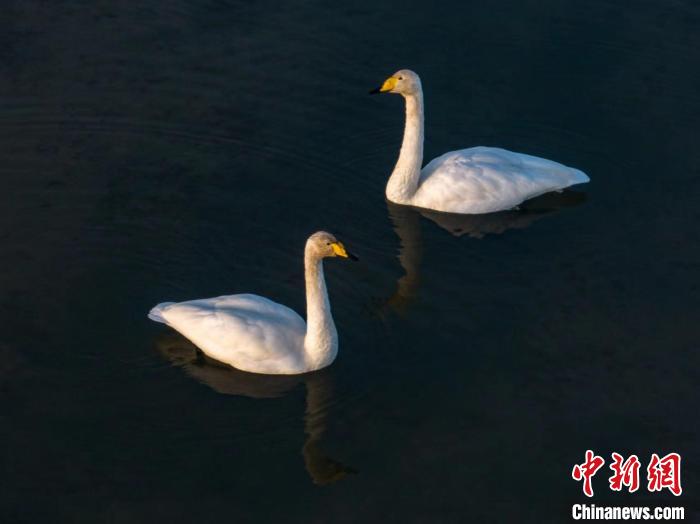 圖為兩只天鵝在湖中游蕩?！『螁⒔?攝
