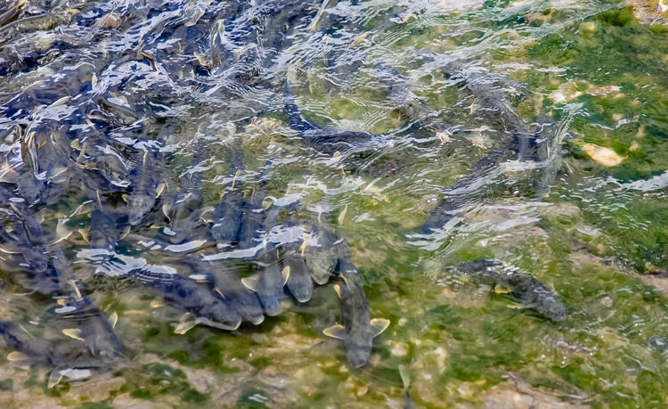青海湖裸鯉（湟魚）洄游。周元峰攝