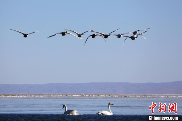 圖為大天鵝在青海湖上空飛翔?！●R怡睿 攝