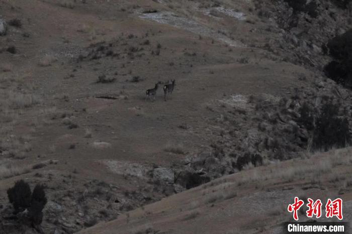 圖為兩只馬鹿在山坡上行走?！〔湃?攝