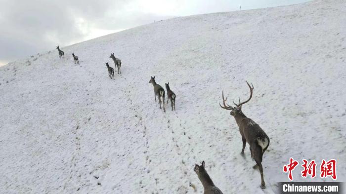 圖為馬鹿群在雪地里行走?！〔湃?攝