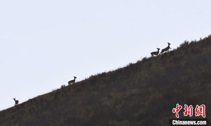 圖為狍鹿在山坡上漫步。　才項(xiàng)南加 攝
