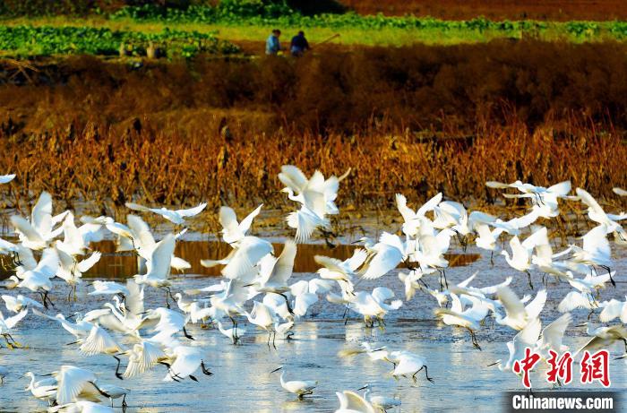 成都白鷺灣濕地公園?！“討?攝