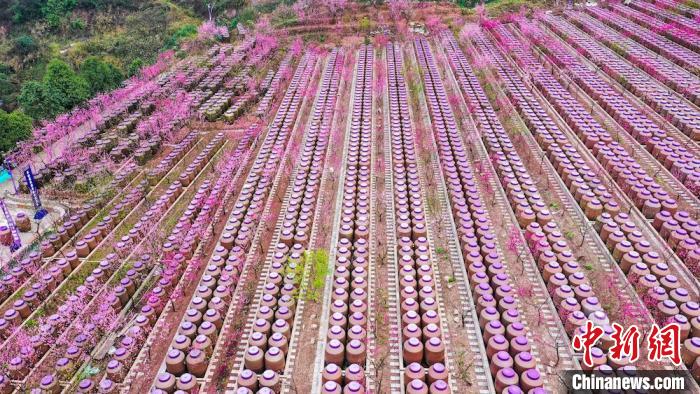 灼灼桃花惹人醉。　劉媛 攝