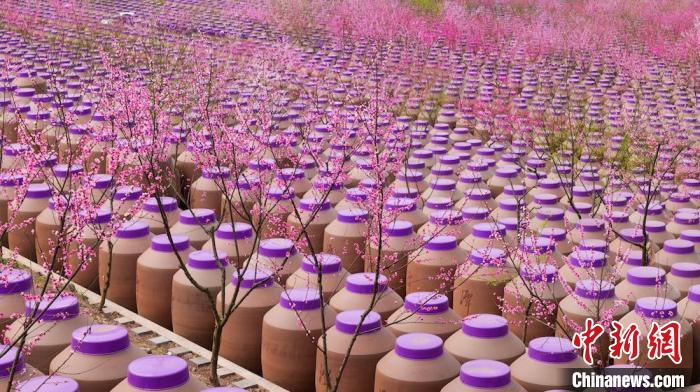 桃花和酒壇相映成趣?！∫足?攝