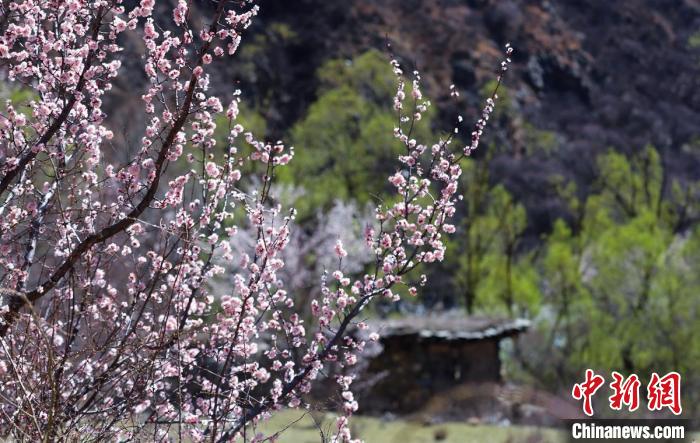 白玉縣河谷間盛開(kāi)的桃花。　白玉融媒 攝