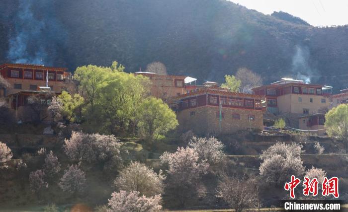 暖陽(yáng)下白玉縣河坡鎮(zhèn)正在盛開(kāi)的桃花與藏式民居?！“子袢诿?攝