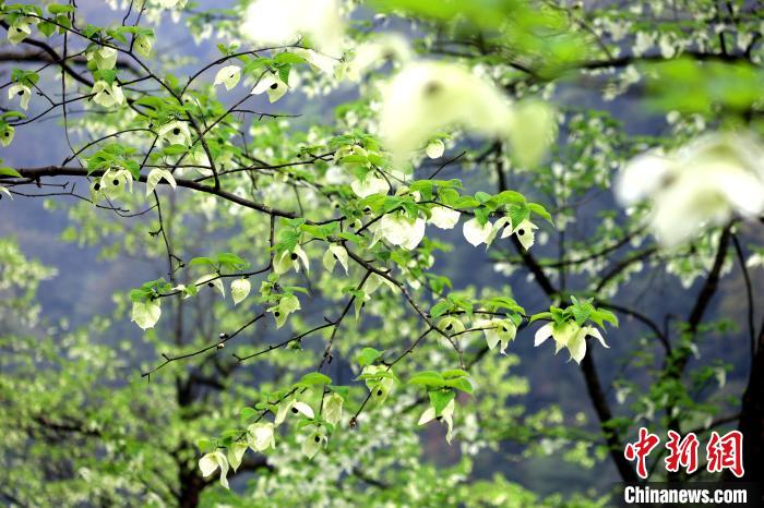 珙桐在春末夏初之際開花，花期較短。　呂楊 攝