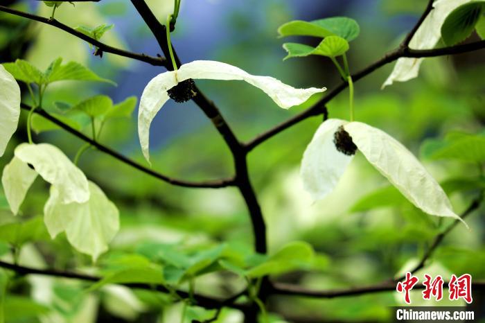 兩片潔白的花瓣隨風搖曳就像飛翔的白鴿?！螚?攝