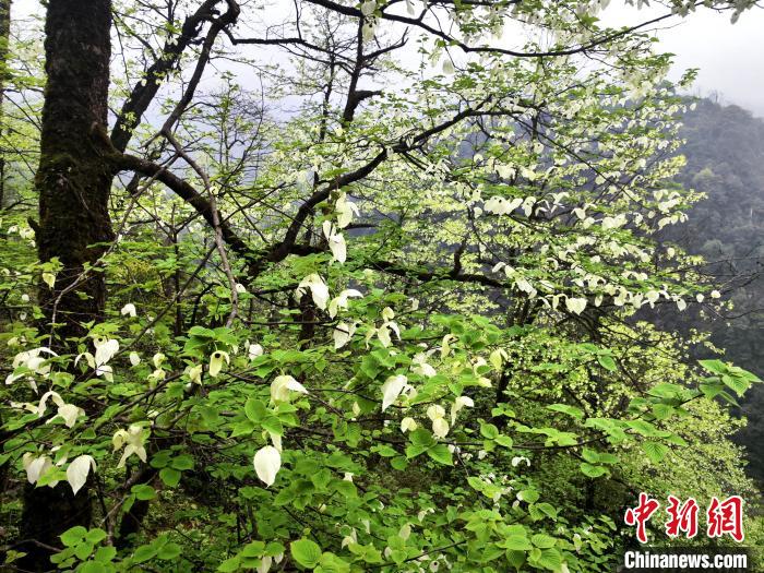 山谷兩側高大繁茂的珙桐樹?！螚?攝
