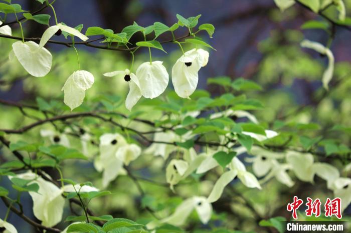 珙桐樹開出潔白的花朵?！螚?攝