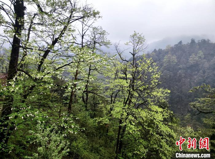 珙桐花朵潔白素雅，與青山雨霧融為一體?！螚?攝