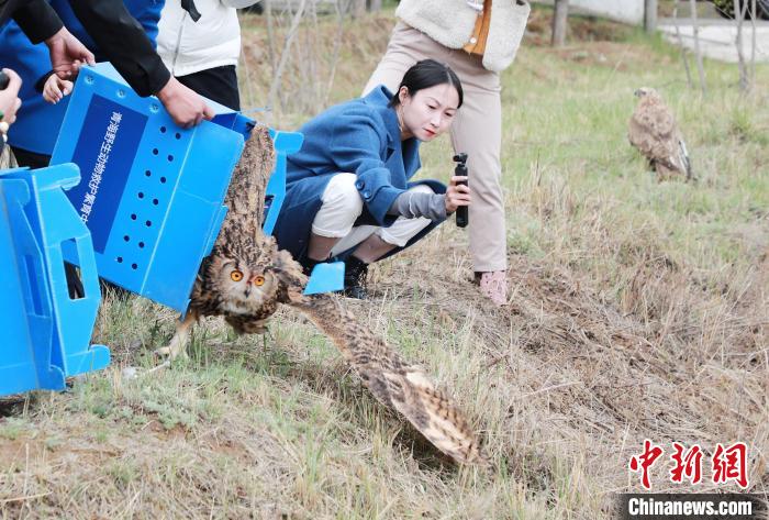 圖為西寧野生動(dòng)物園救護(hù)的雕鸮在西寧市放歸大自然?！●R銘言 攝