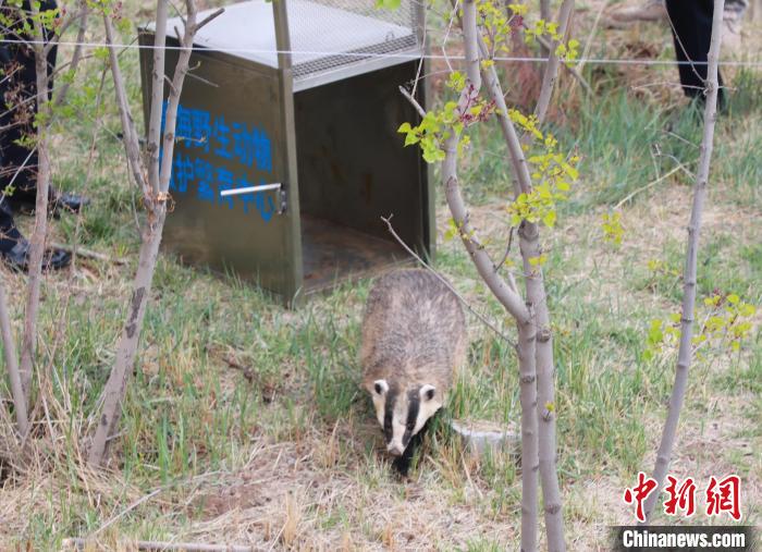 圖為西寧野生動(dòng)物園救護(hù)的狗獾在西寧市放歸大自然?！●R銘言 攝
