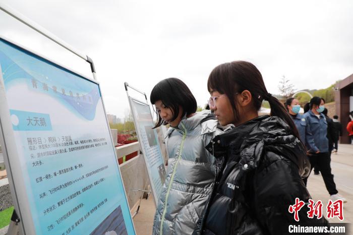 圖為學(xué)生通過(guò)展板了解青海常見鳥類?！●R銘言 攝