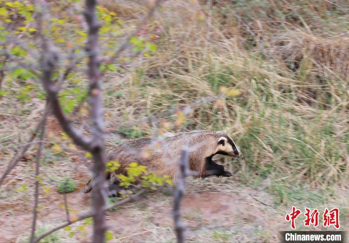 圖為西寧野生動(dòng)物園救護(hù)的狗獾在西寧市放歸大自然。　馬銘言 攝