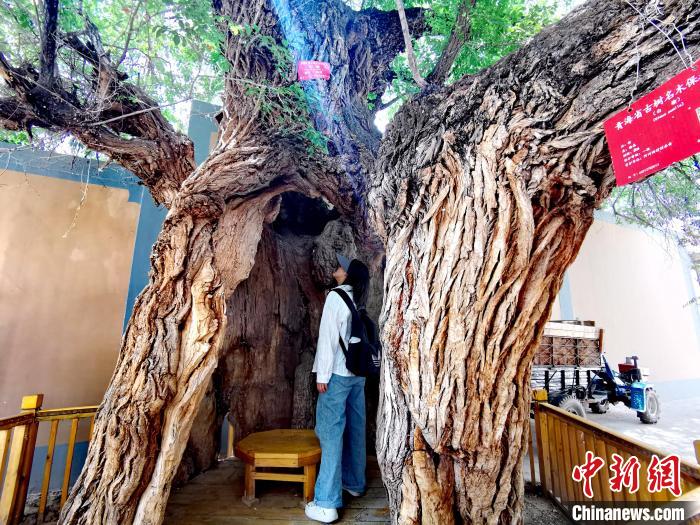 青海海東市阿河灘地質(zhì)文化村：古樹新枝、丹山碧水