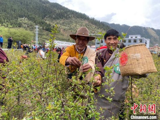 圖為當(dāng)?shù)剞r(nóng)牧民進(jìn)行藏雪茶采摘比賽。　王劍輝 攝