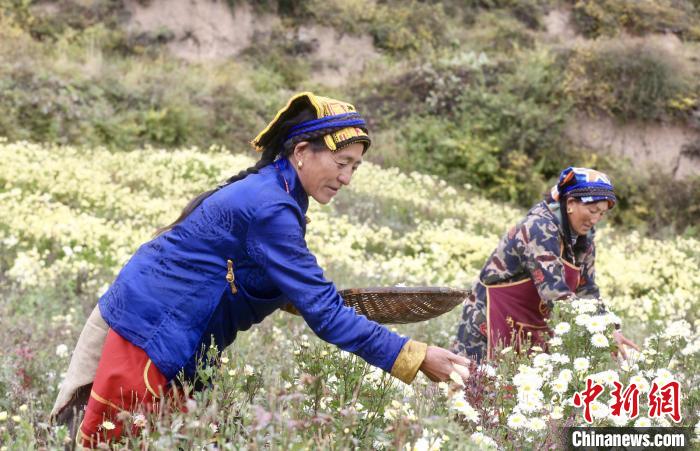 黑水村民在采摘杭白菊。桐鄉(xiāng)市宣傳部提供
