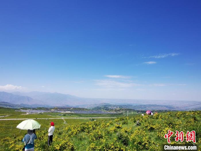 2020年07月07日拍攝于臨夏州積石山縣境內(nèi)，生態(tài)環(huán)境逐漸恢復(fù)，小黃花開遍山間。(資料圖) 殷春永 攝