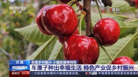 種蘑菇、養(yǎng)駱駝...。。特色產(chǎn)業(yè)助力鄉(xiāng)村振興走新路