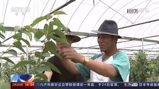 種蘑菇、養(yǎng)駱駝...。。特色產(chǎn)業(yè)助力鄉(xiāng)村振興走新路