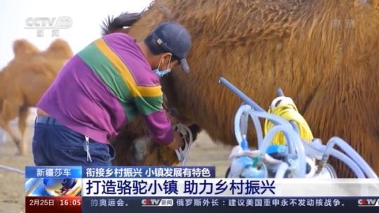 種蘑菇、養(yǎng)駱駝...。。特色產(chǎn)業(yè)助力鄉(xiāng)村振興走新路