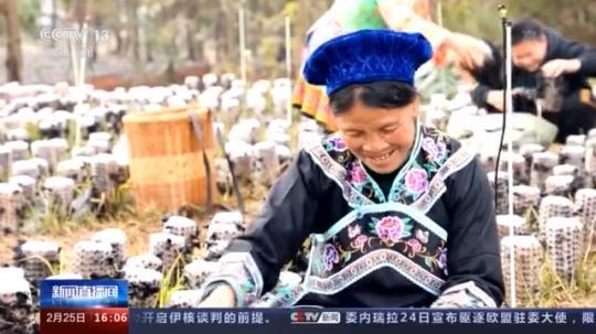 種蘑菇、養(yǎng)駱駝...。。特色產(chǎn)業(yè)助力鄉(xiāng)村振興走新路