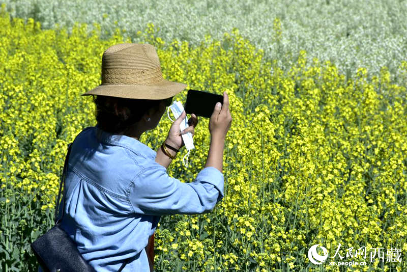 大片油菜花吸引游客到來。人民網(wǎng) 李海霞攝