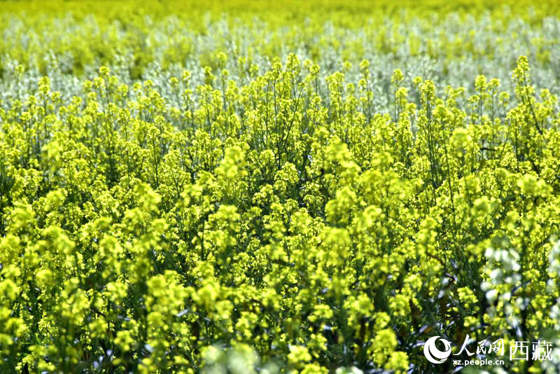 盛開的小油菜花。人民網(wǎng) 李海霞攝