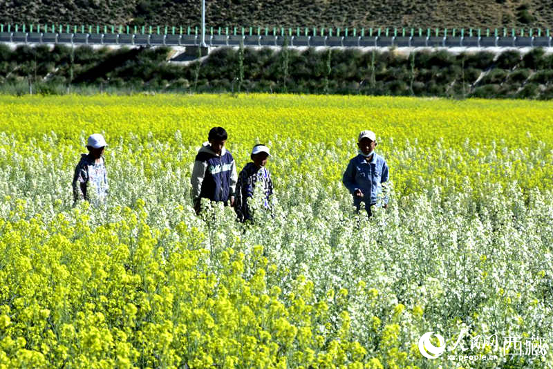 小孩在油菜花田嬉戲。人民網(wǎng) 李海霞攝