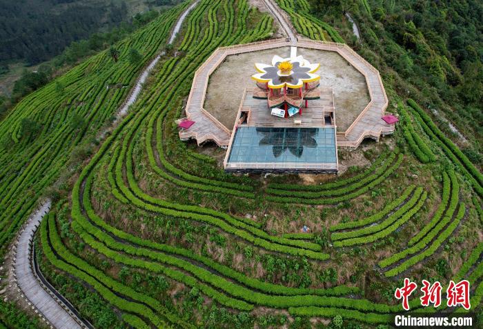 圖為西藏林芝市墨脫縣背崩鄉(xiāng)格林村山頂?shù)木坝^茶園。(無人機(jī)照片) 李林 攝