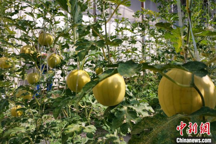 圖為康馬縣大棚內(nèi)的金太陽西瓜?！⒔ㄜ?攝