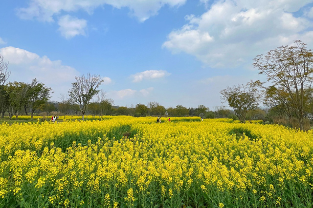 每到油菜花季，就有市民相約到重慶廣陽島上踏青賞花。鄒樂攝