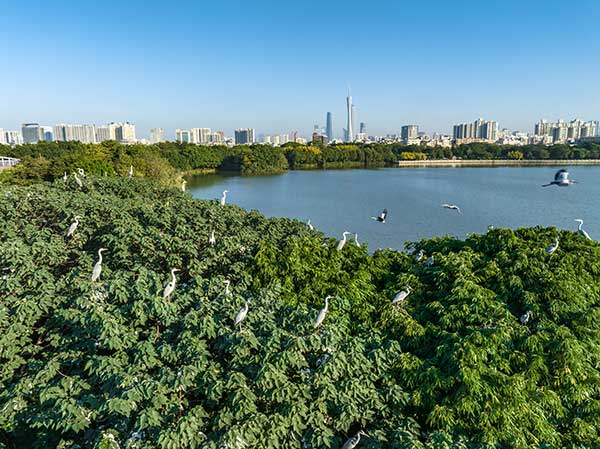 廣州海珠國(guó)家濕地公園一角。公園供圖