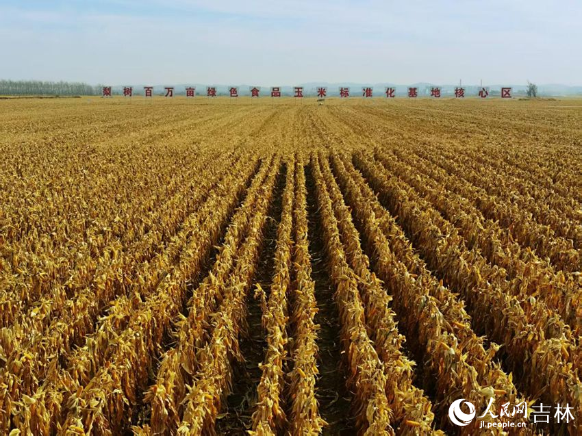 吉林黑土地上糧滿倉(cāng)（資料圖片）。人民網(wǎng)記者 王海躍攝