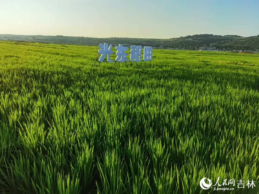 光東村稻田風(fēng)景美如畫（資料圖片）。人民網(wǎng)記者 王海躍攝