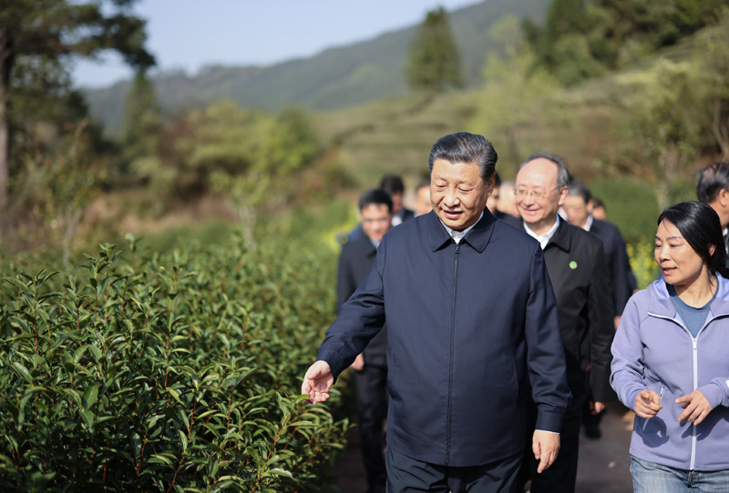 2021年3月22日下午，習(xí)近平在福建省南平市武夷山市星村鎮(zhèn)燕子窠生態(tài)茶園，察看春茶長(zhǎng)勢(shì)，了解當(dāng)?shù)夭璁a(chǎn)業(yè)發(fā)展情況。
