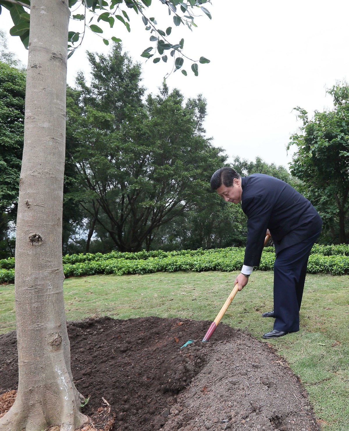 2012年12月8日，習(xí)近平在深圳蓮花山公園種下一棵高山榕樹(shù)。