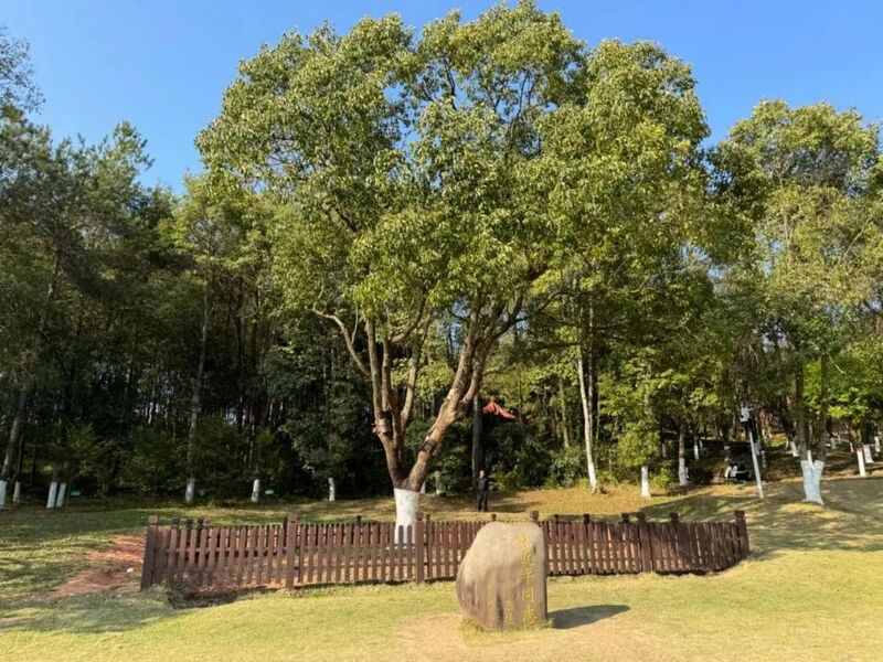 習(xí)近平同志為福建省長汀縣水土保持科教園捐種的香樟樹。圖源：學(xué)習(xí)時報